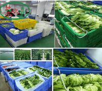 厦门市集美区蔬菜配送市场菜价虽略有涨幅 但供